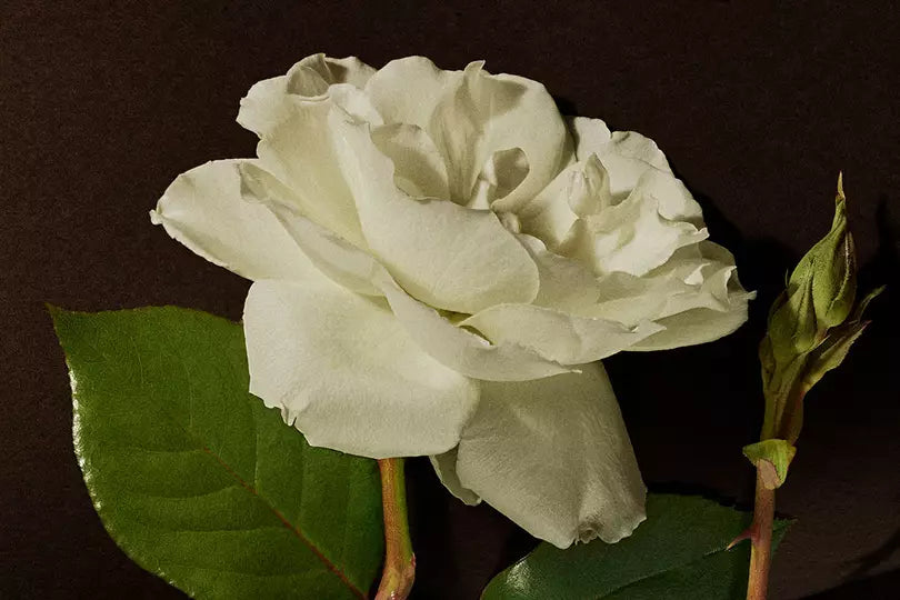 Introducing the fragrant fables