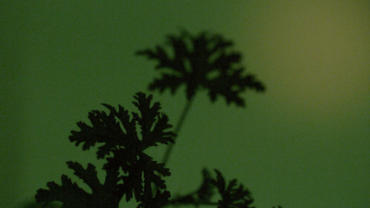 The story of Geranium Leaf Body Care