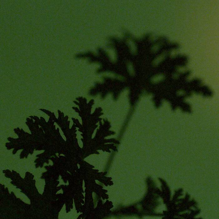 Party in the Greenhouse