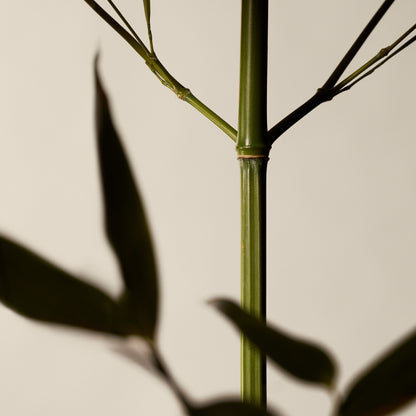 Geranium Leaf Body Scrub