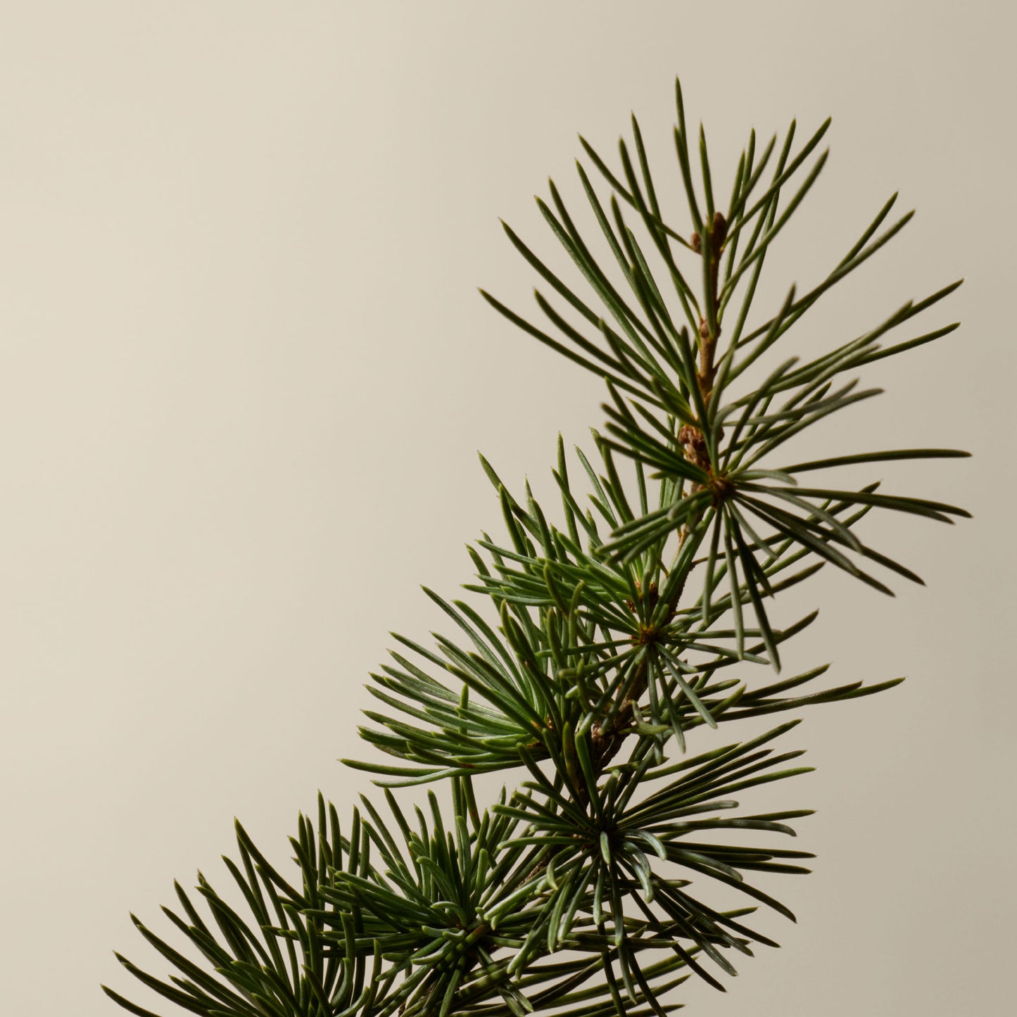 Eleos Aromatique Hand Balm