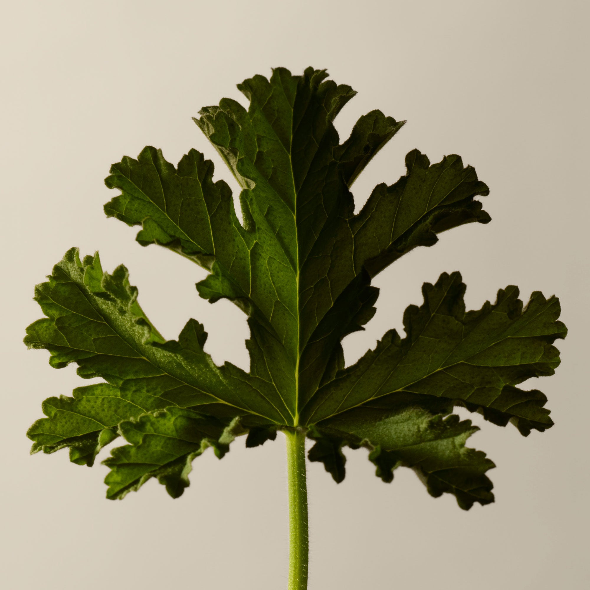 Evergreen exhilaration | Aesop SG