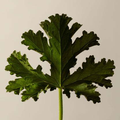 Geranium Leaf Hydrating Body Treatment