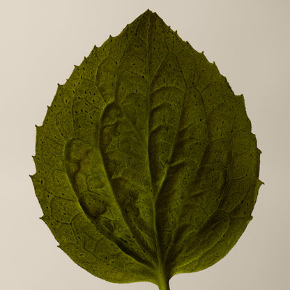 Coriander Seed Body Cleanser